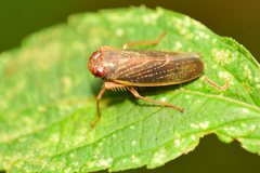 Coelidia
