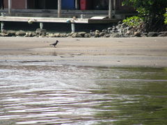Corvus insularis