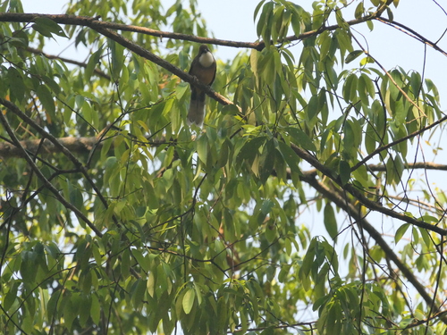 White-throated Laughingthrush (Pterorhinus albogularis), photo 7