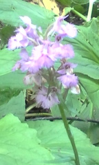 Platanthera grandiflora