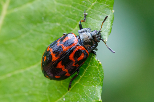 Chrysomela aeneicollis