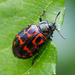 Willow Leaf Beetle - Photo (c) andrey_atuchin, some rights reserved (CC BY-NC), uploaded by andrey_atuchin