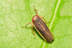 Coelidia