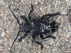 Acanthoderes funeraria