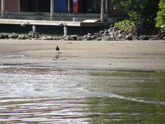Corvus insularis