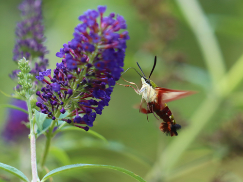 Hummingbird clearwing
