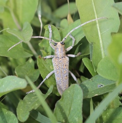 Saperda calcarata