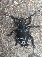 Acanthoderes funeraria