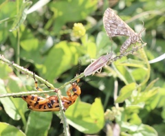 Pyrota fasciata