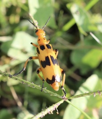 Pyrota fasciata