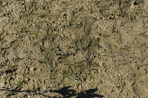 Image of Zostera japonica by (c) 曾昱承 Yu-Cheng Zeng, some rights reserved (CC BY)