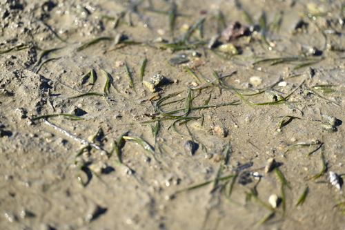 Image of Zostera japonica by (c) 曾昱承 Yu-Cheng Zeng, some rights reserved (CC BY)