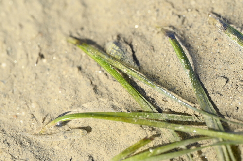 Image of Zostera japonica by (c) 曾昱承 Yu-Cheng Zeng, some rights reserved (CC BY)