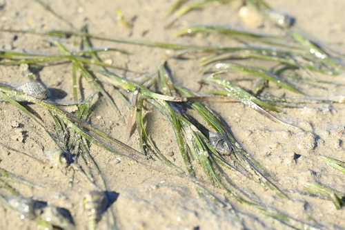 Image of Zostera japonica by (c) 曾昱承 Yu-Cheng Zeng, some rights reserved (CC BY)