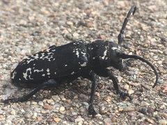 Acanthoderes funeraria