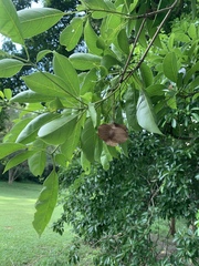 Terminalia calamansanai