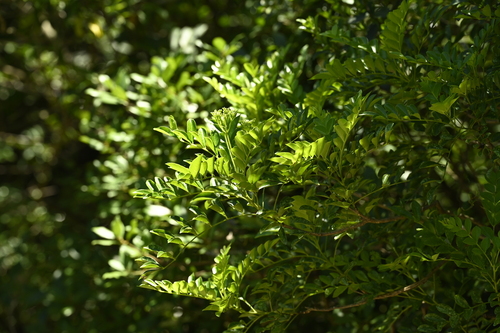 Zanthoxylum avicennae, photograph 6