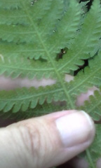 Phegopteris hexagonoptera