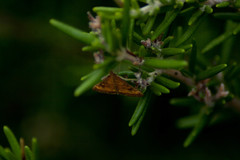 Pyrausta californicalis