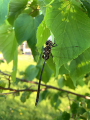 Somatochlora franklini