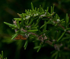 Pyrausta californicalis