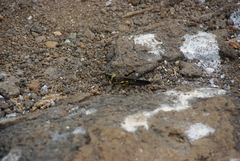 Schistocerca melanocera