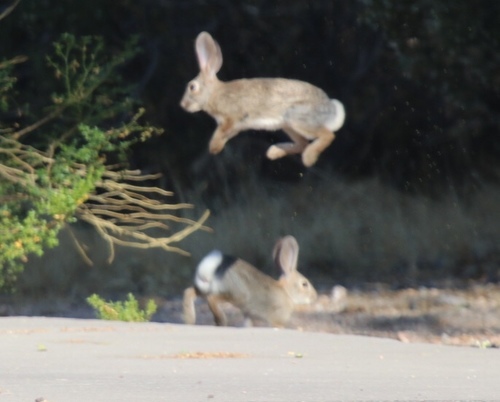 Desert Cottontail photographed in Arizona