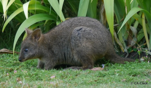Rufous-bellied Pademelon, photo 6 of 10