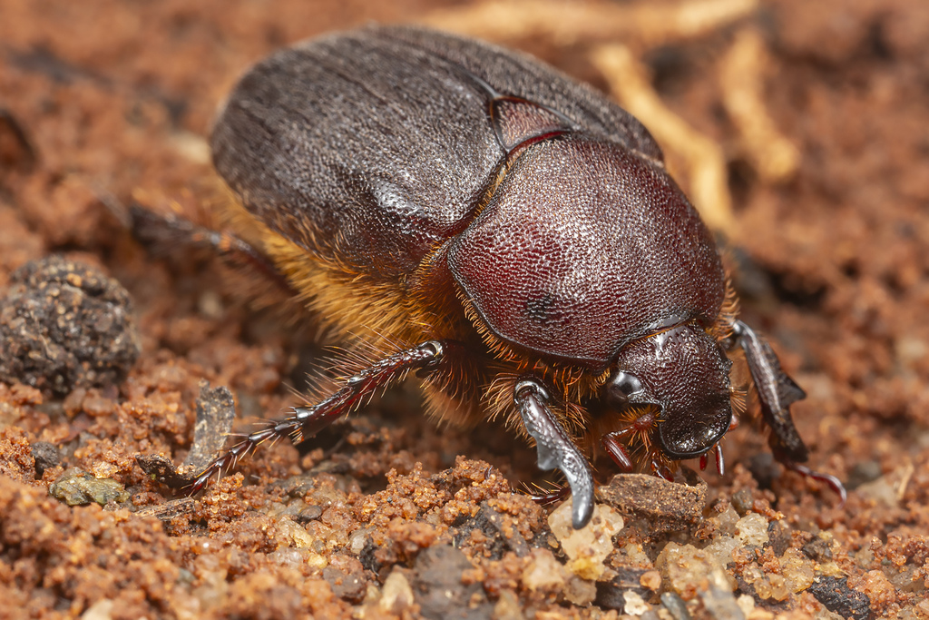 Diploa rufiventris