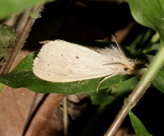 Laelia anamesa