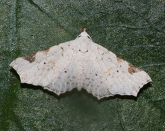 Prolophota trigonifera