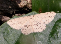 Perixera decretarioides