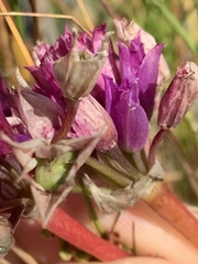 Allium dichlamydeum