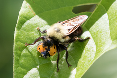 Laphria thoracica