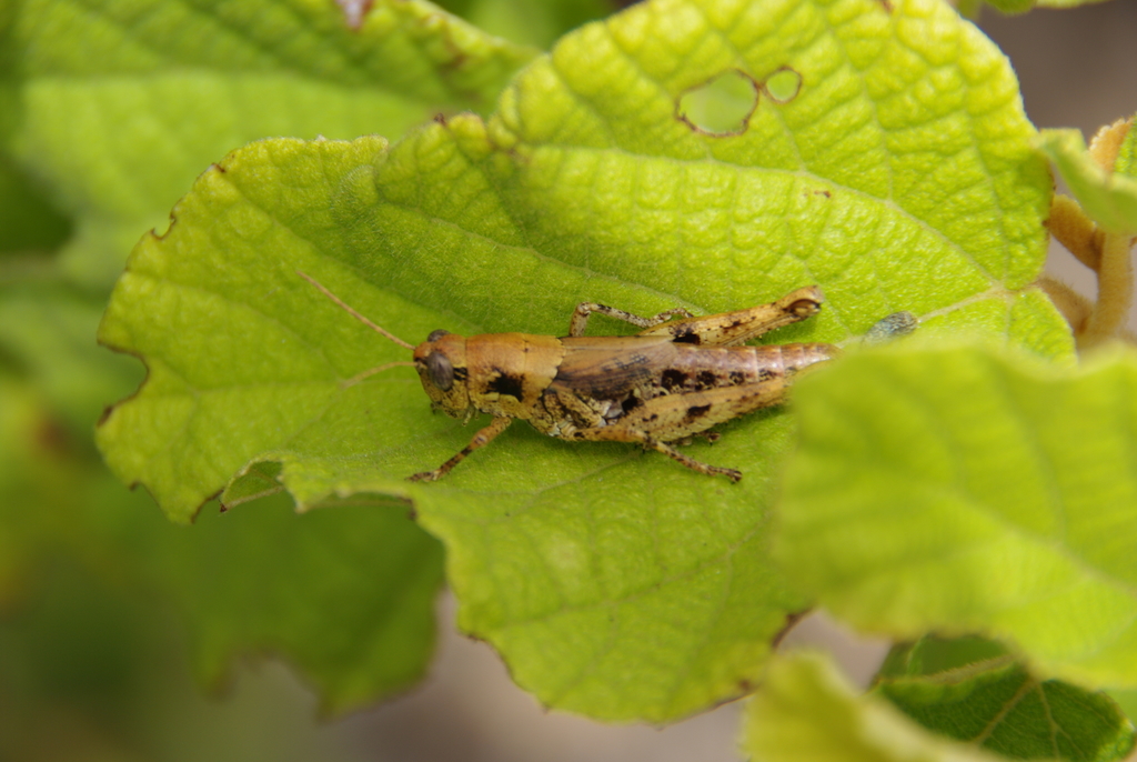 Halmenus robustus