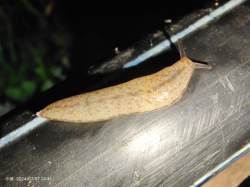 Chinese Slug