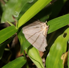 Orudiza protheclaria