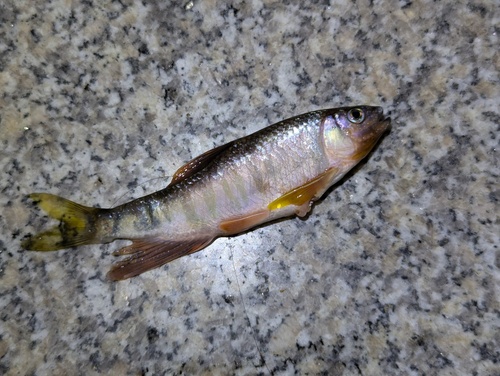 Longfin Horse-Mouth