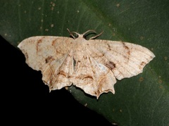 Dysaethria moza