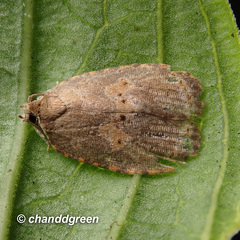 Cnesteboda celligera