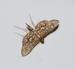 Nausinoe geometralis