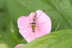 Strangalia luteicornis