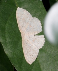 Perixera flavispila