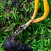 Cordyceps mexicana - Photo (c) timendez, some rights reserved (CC BY-NC), uploaded by timendez