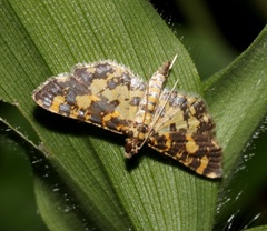 Eurrhyparodes tricoloralis