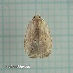 Cnesteboda celligera