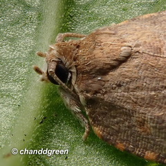 Cnesteboda celligera