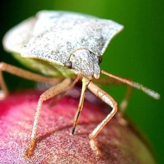 Euschistus servus euschistoides