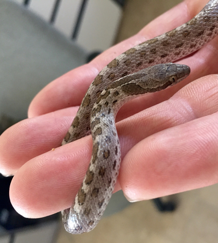 Photo of a Desert Nightsnake (Hypsiglena chlorophaea)