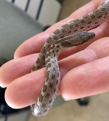 Hypsiglena chlorophaea